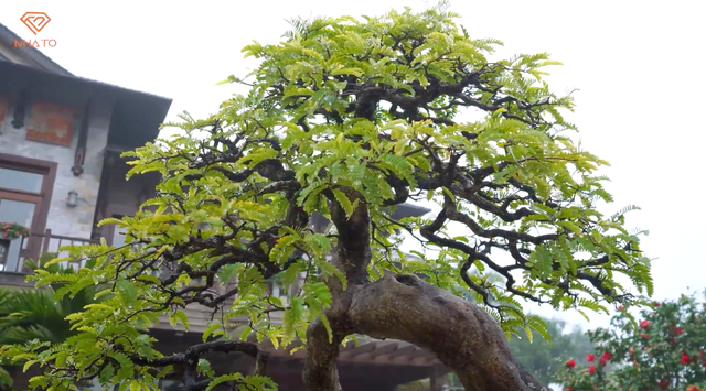 Nhiều cây có tuổi đời tới hơn 100 năm.