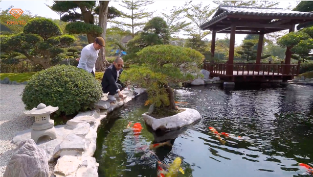 Hồ cá Koi Nhật với nhiều con có chiều dài gần 1 mét.