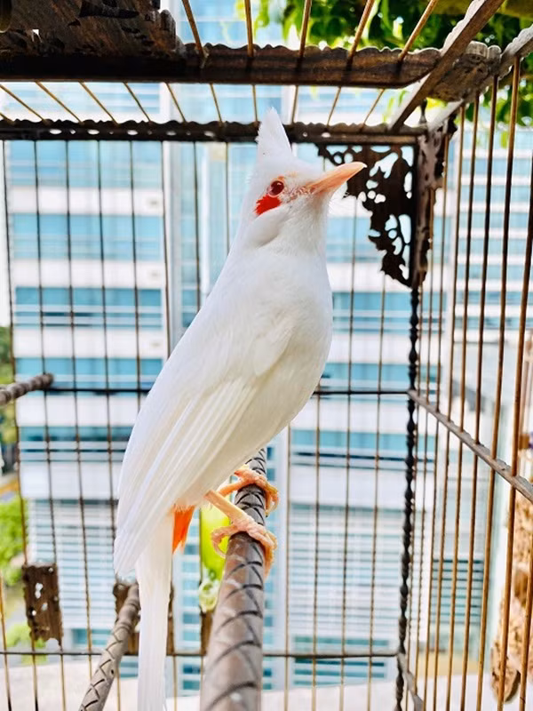 Trong số đàn chim quý của anh Chương có "Bạch vương chào mào" được nhiều người ngỏ ý mua với giá 500 triệu đồng nhưng anh không bán. Ảnh: Dân Việt