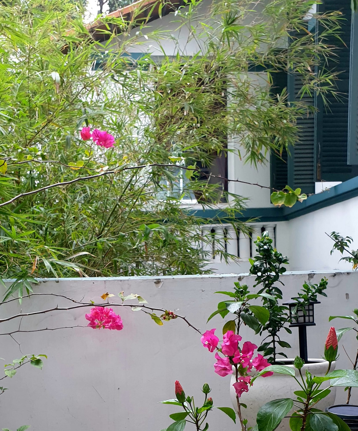 Khoảng sân phía sau nhà là nơi bà Nguyễn Thị Sơn trồng rau, hoa mỗi chiều.