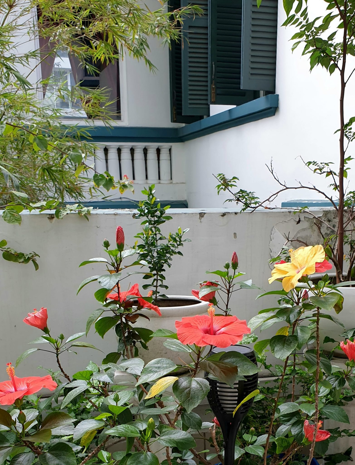 Bà trồng nhiều loại hoa khác nhau như hồng, dâm bụt, hoa giấy...