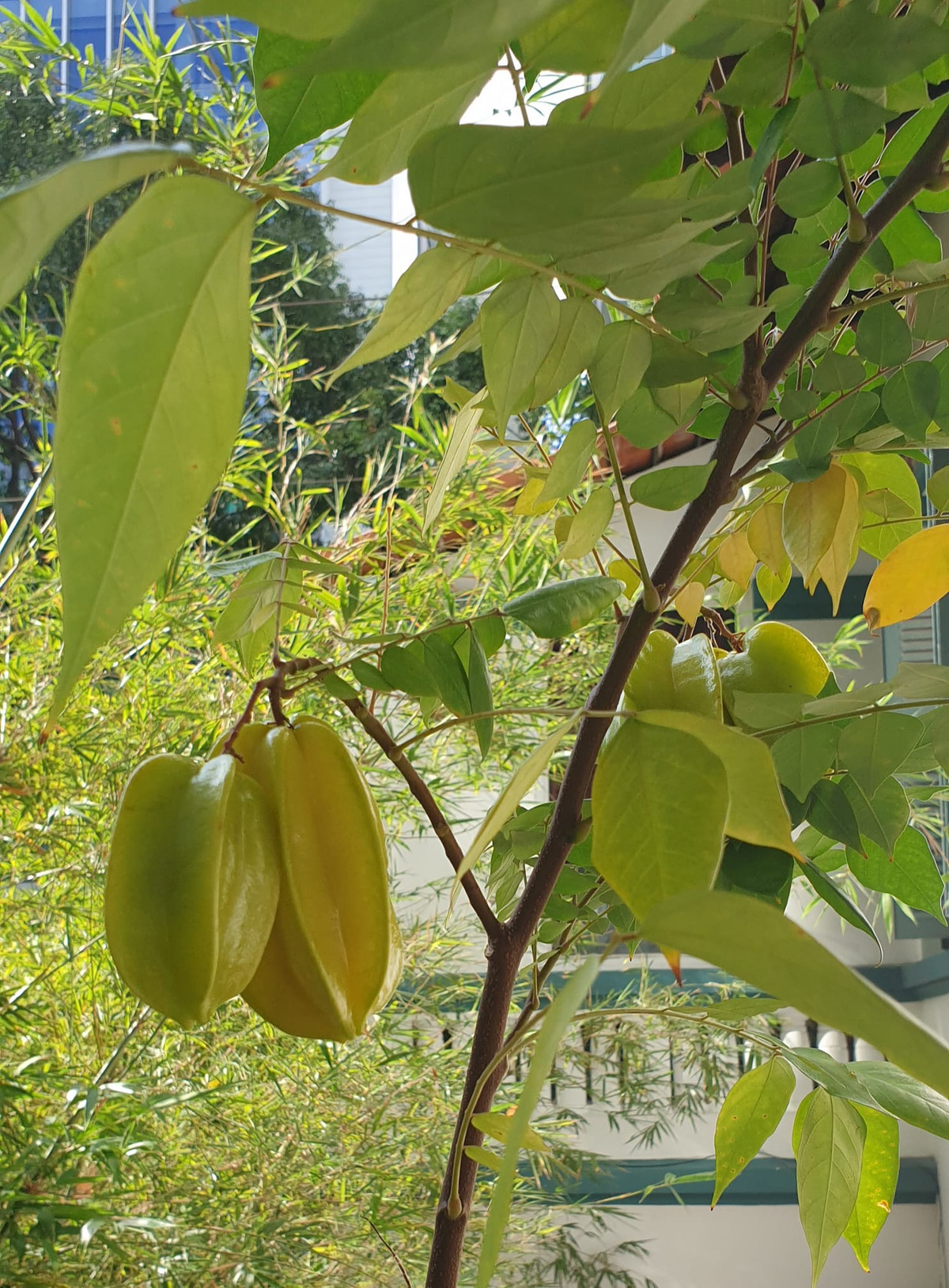 Trong vườn còn có cả cây khế xum xuê quả. Nguồn ảnh: FBNV