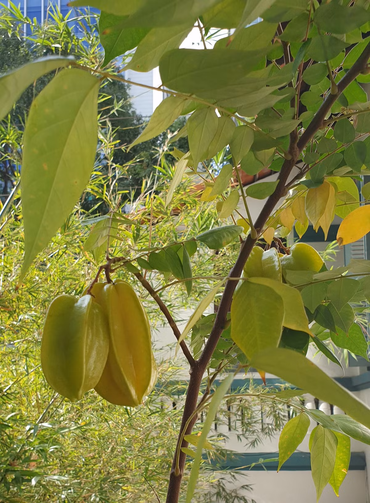 Trong vườn còn có cả cây khế xum xuê quả. Nguồn ảnh: FBNV