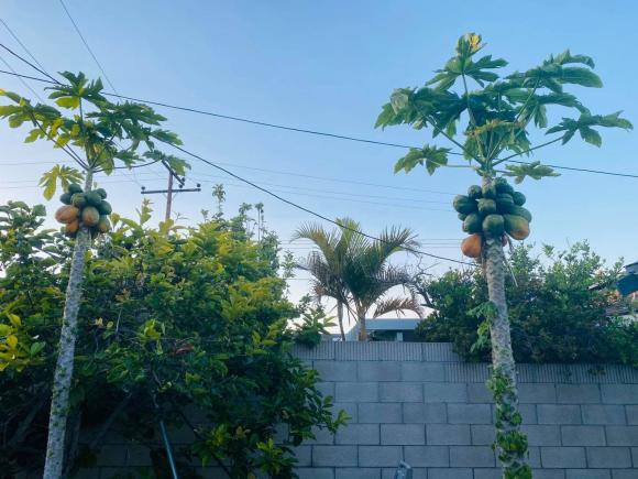 Đu đủ chi chít quả.