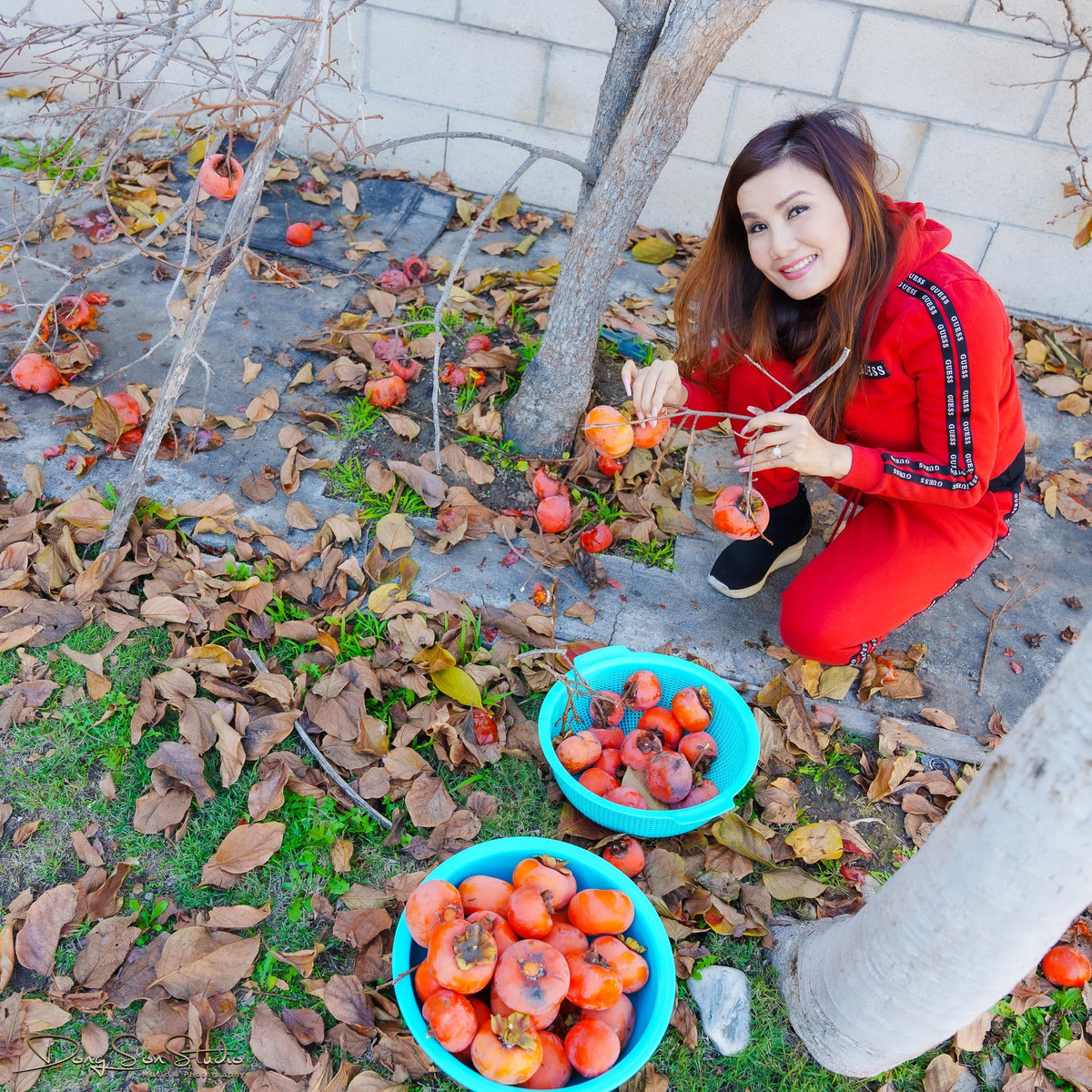 Cây hồng nhà Hạ Vy là giống hồng giòn Mỹ nổi tiếng có xuất xứ Nhật Bản.