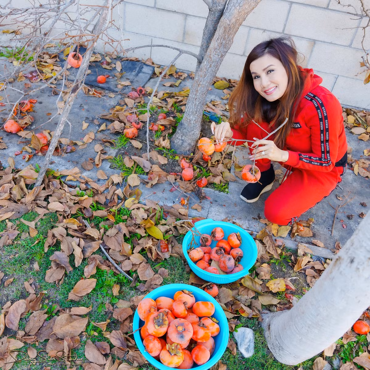 Cây hồng nhà Hạ Vy là giống hồng giòn Mỹ nổi tiếng có xuất xứ Nhật Bản.