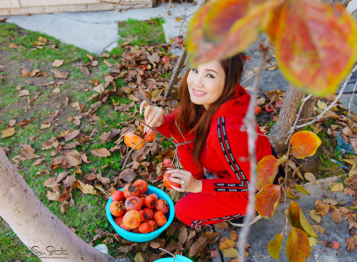 Hiện tại đang cuối vụ hồng nên quả đồng loạt chín đỏ cành, trông thích mắt.