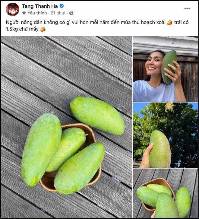 Mới đây, trên trang cá nhân, Tăng Thanh Hà đăng tải khoảnh khắc thu hoạch vụ xoài năm nay.