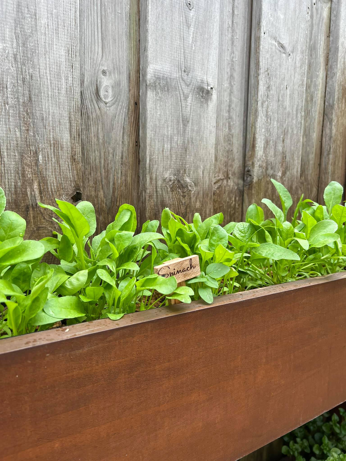 Nữ diễn viên thiết kế một khoảng vườn nhỏ để trồng rau sạch và các loại hoa.