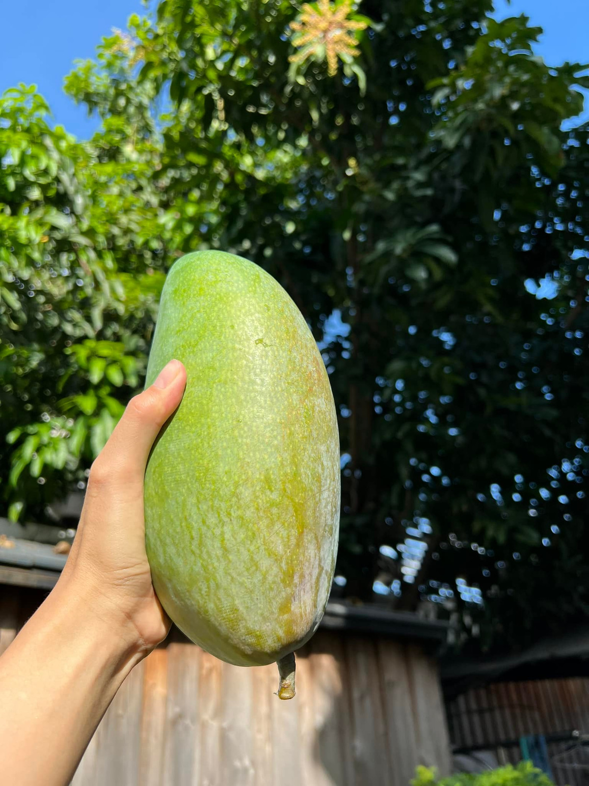 Hà Tăng cho biết: "Người nông dân không có gì vui hơn mỗi năm đến mùa thu hoạch xoài trái có 1,5kg chứ mấy".