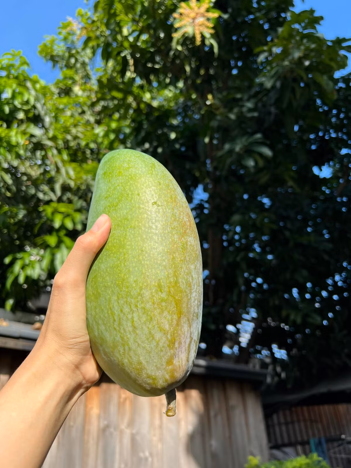 Hà Tăng cho biết: "Người nông dân không có gì vui hơn mỗi năm đến mùa thu hoạch xoài trái có 1,5kg chứ mấy".