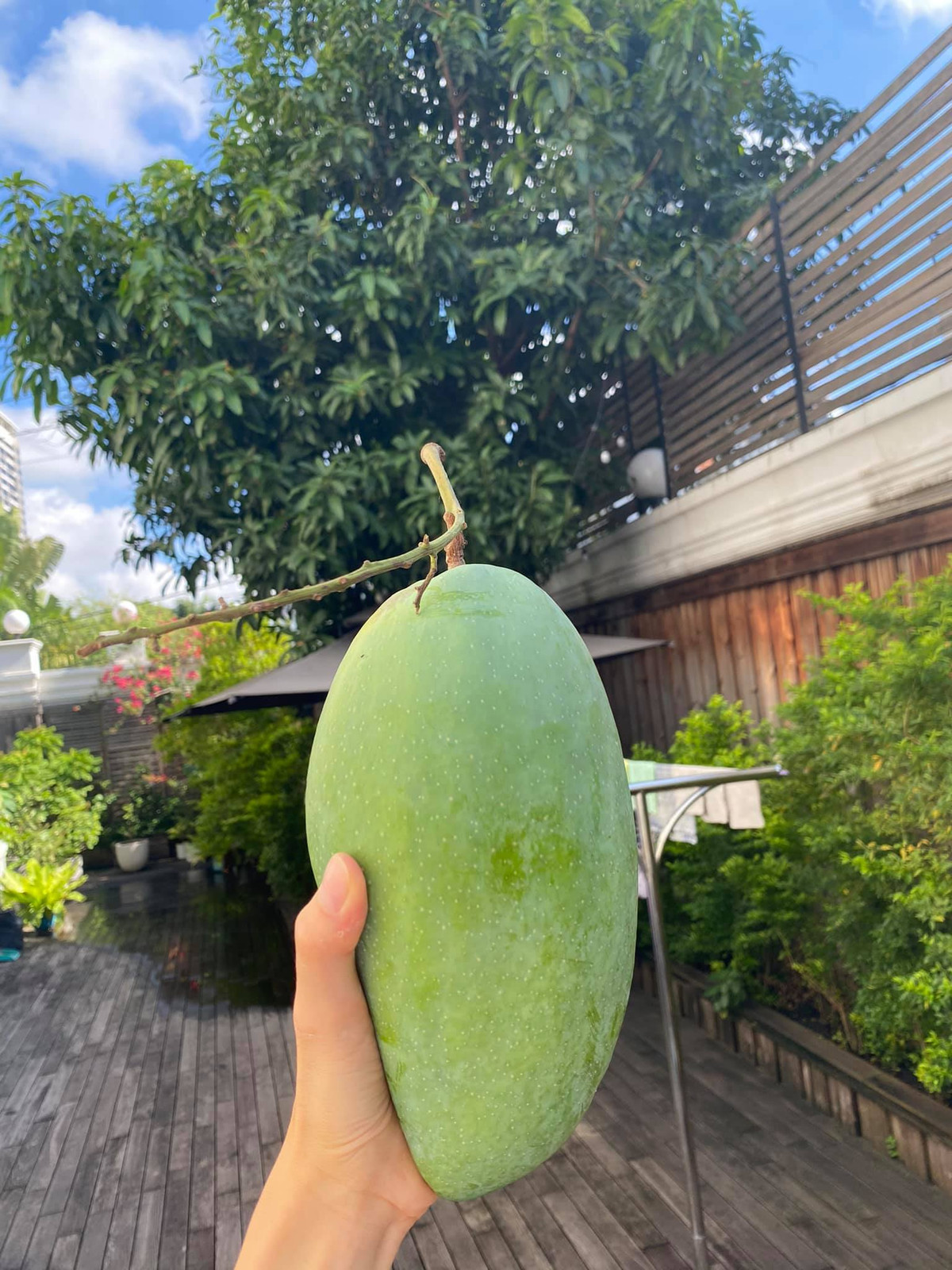 Cây xoài này năm này cũng cho nhiều trái lớn.