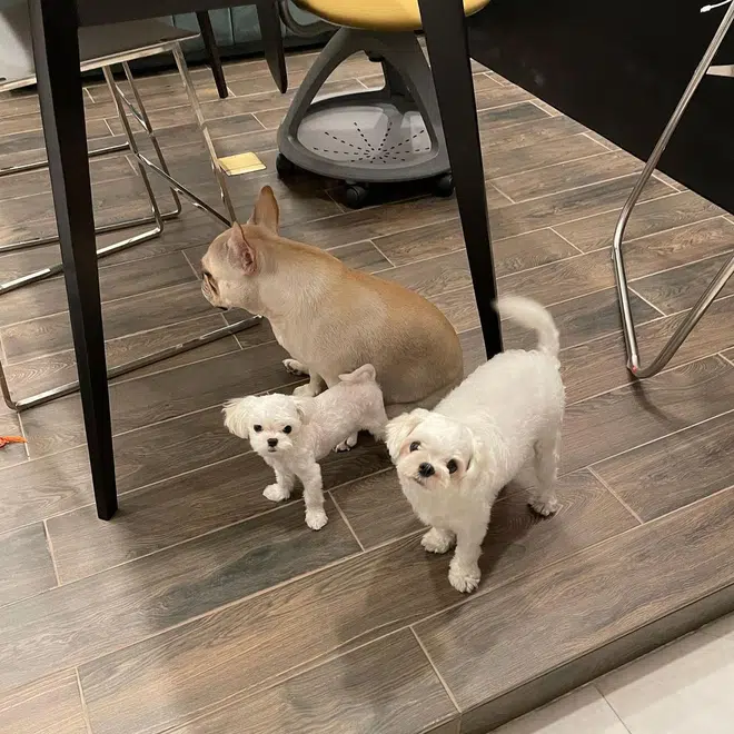 Ba cún cưng Phillip đang nuôi cùng Linh Rin.