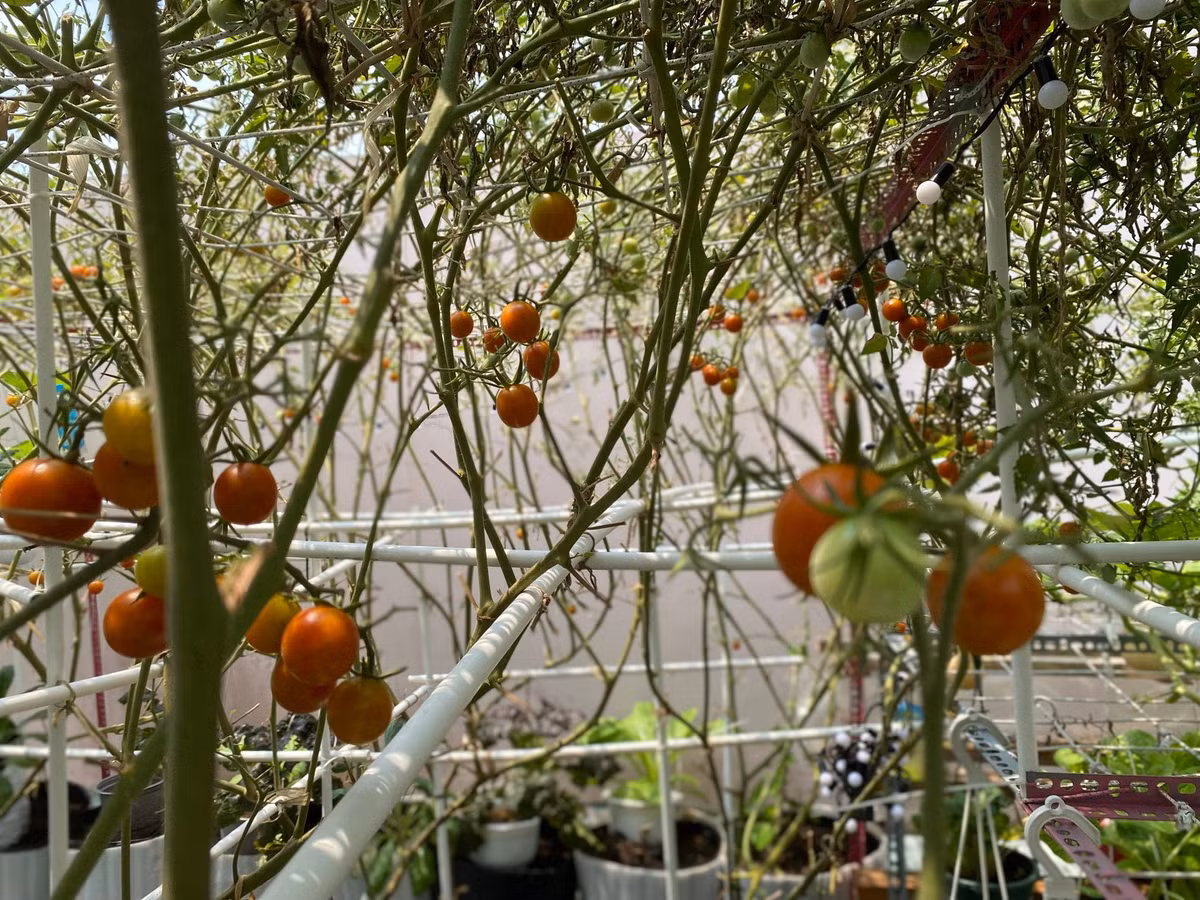 Cà chua sai trĩu cành trông thích mắt.