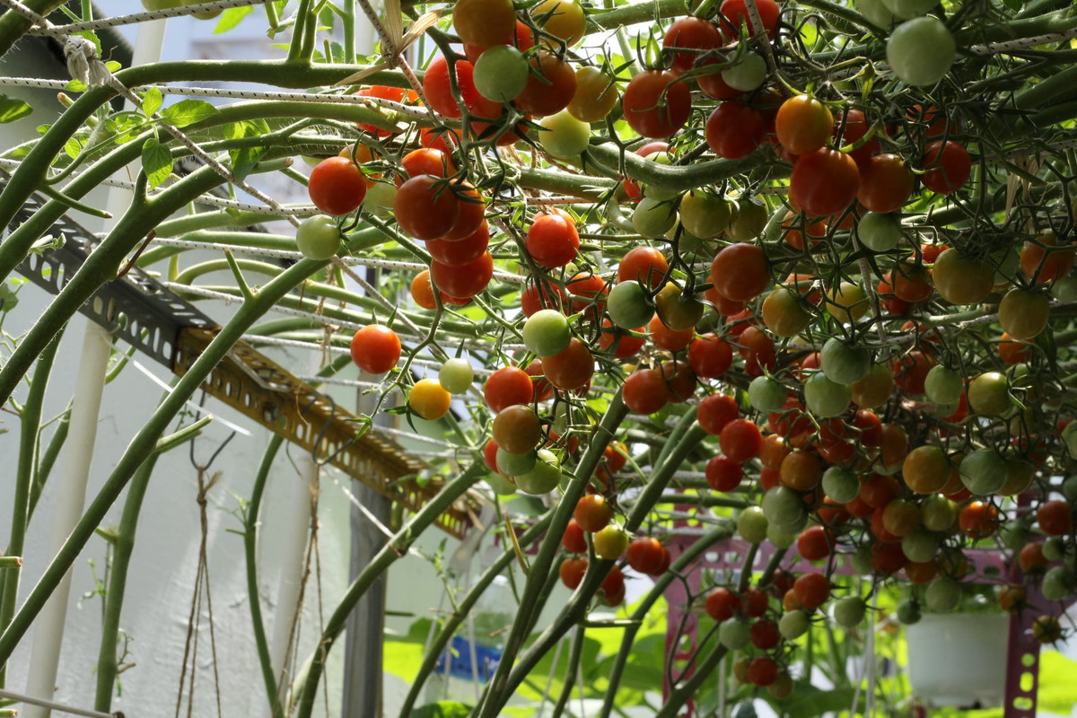 Ban đầu, anh Nguyện chỉ trồng một số loại rau dễ trồng. Tuy nhiên, sau một thời gian tìm hiểu, đến nay, khu vườn của anh đã có tới hơn 30 loại rau cải và một số cây trái như cà chua, bầu, bí...