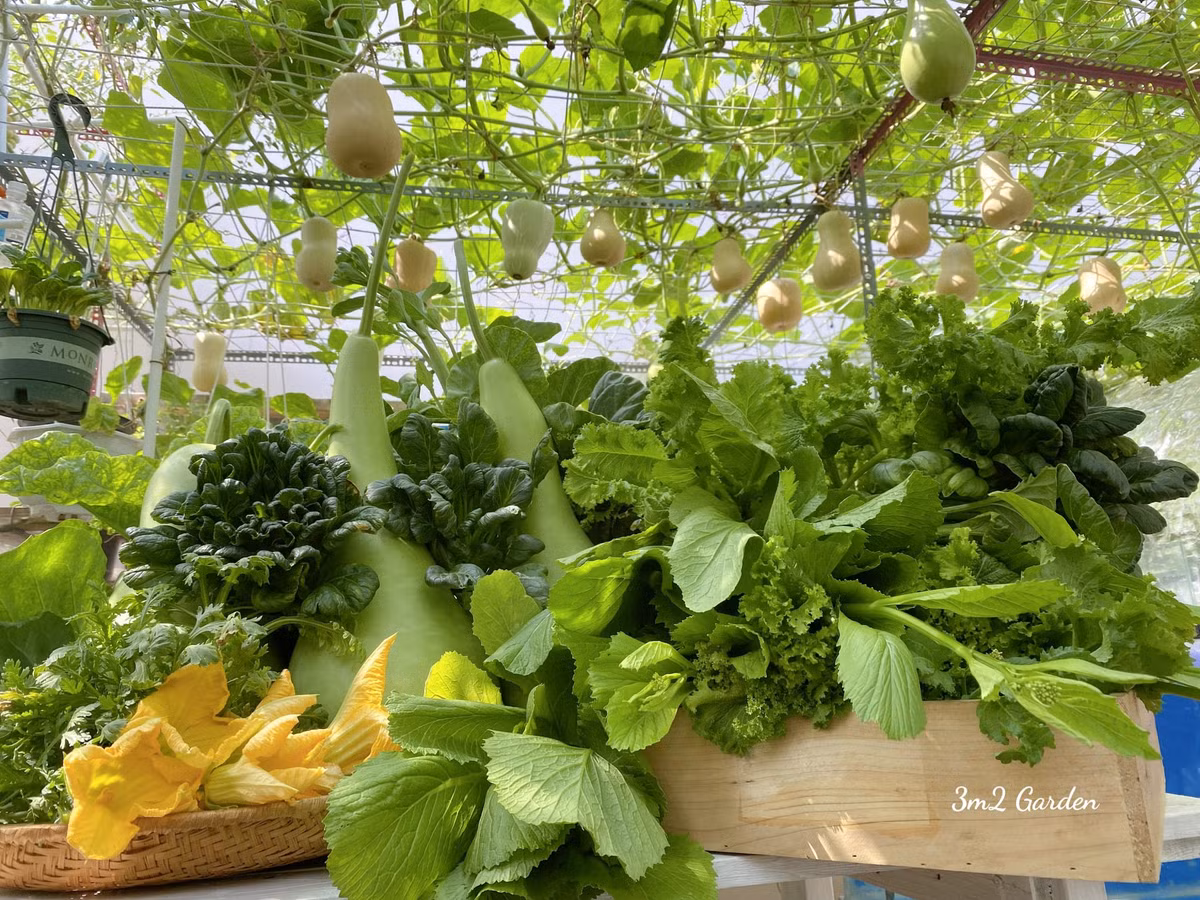 Anh Nguyện học cách cách thiết kế và làm giàn rồi vừa đặt chậu, vừa treo thêm những loại chậu nhỏ để tiết kiệm không gian cho vườn rau ban công.