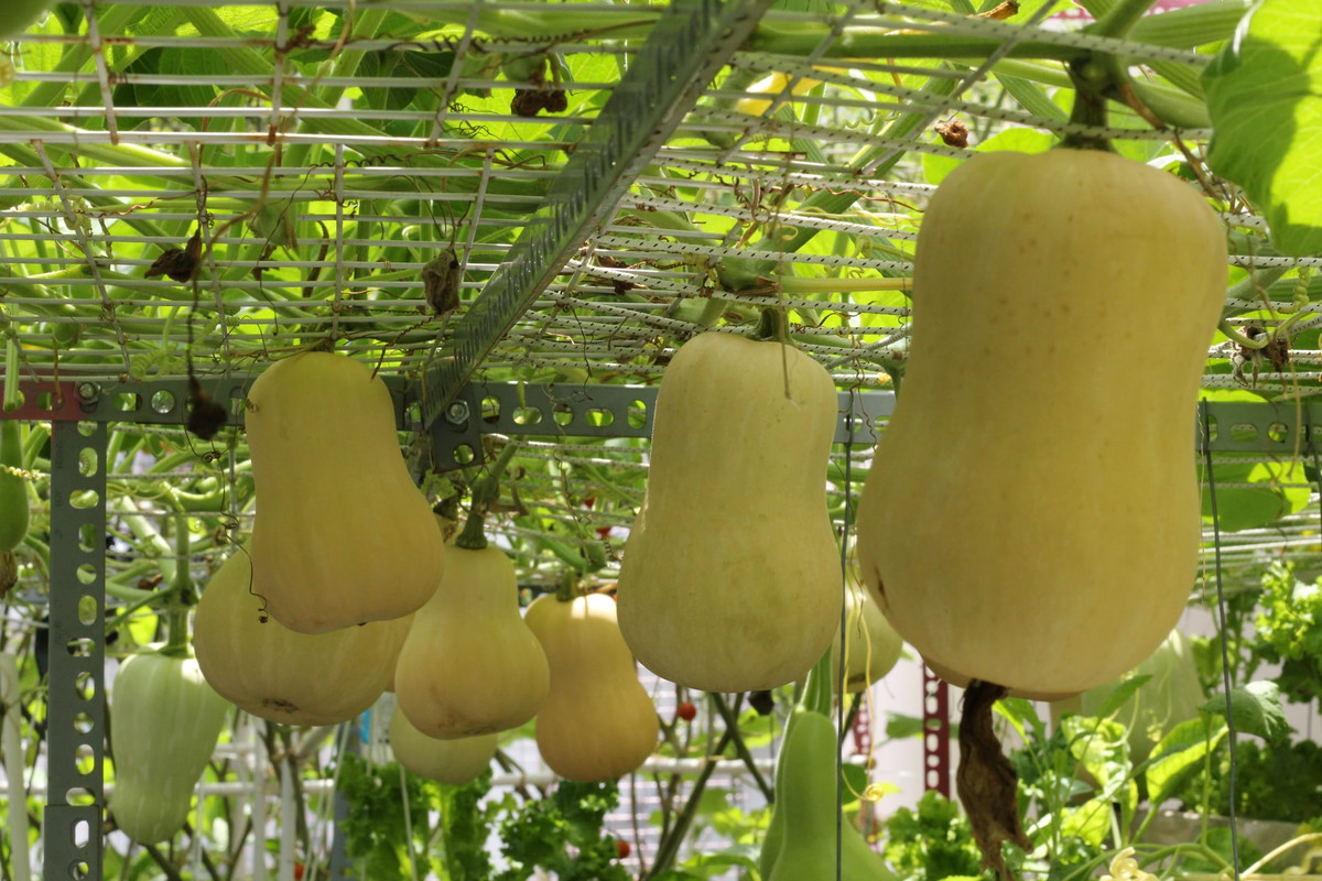 Giàn bí bo chuẩn bị thu hoạch.