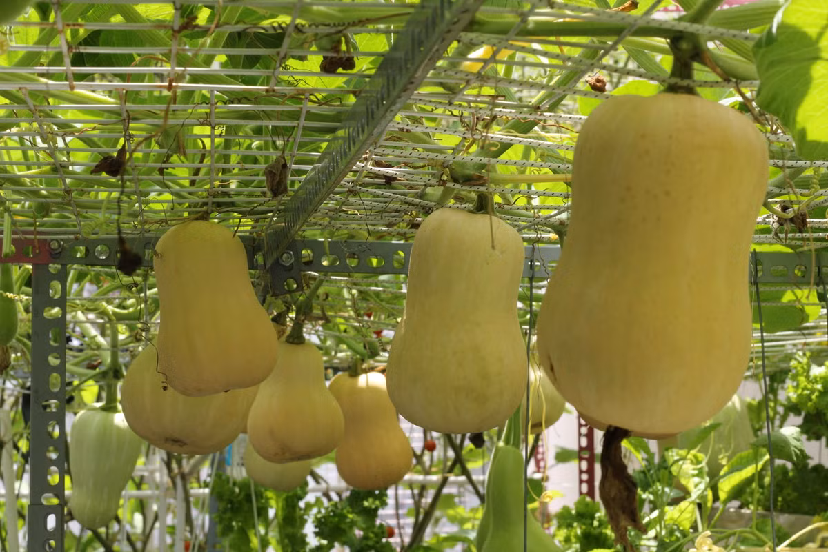Giàn bí bo chuẩn bị thu hoạch.