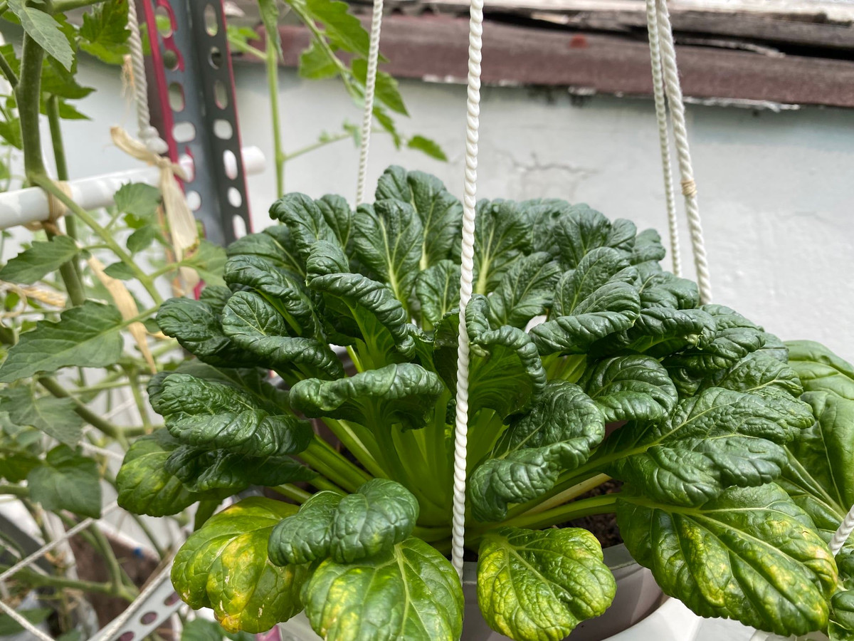 Cải hoa hồng xanh mướt.