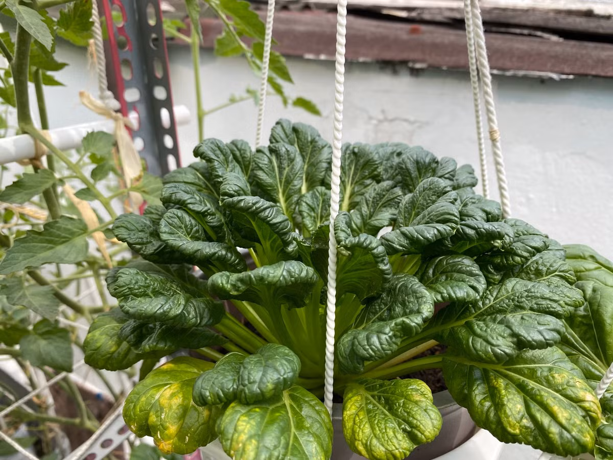 Cải hoa hồng xanh mướt.