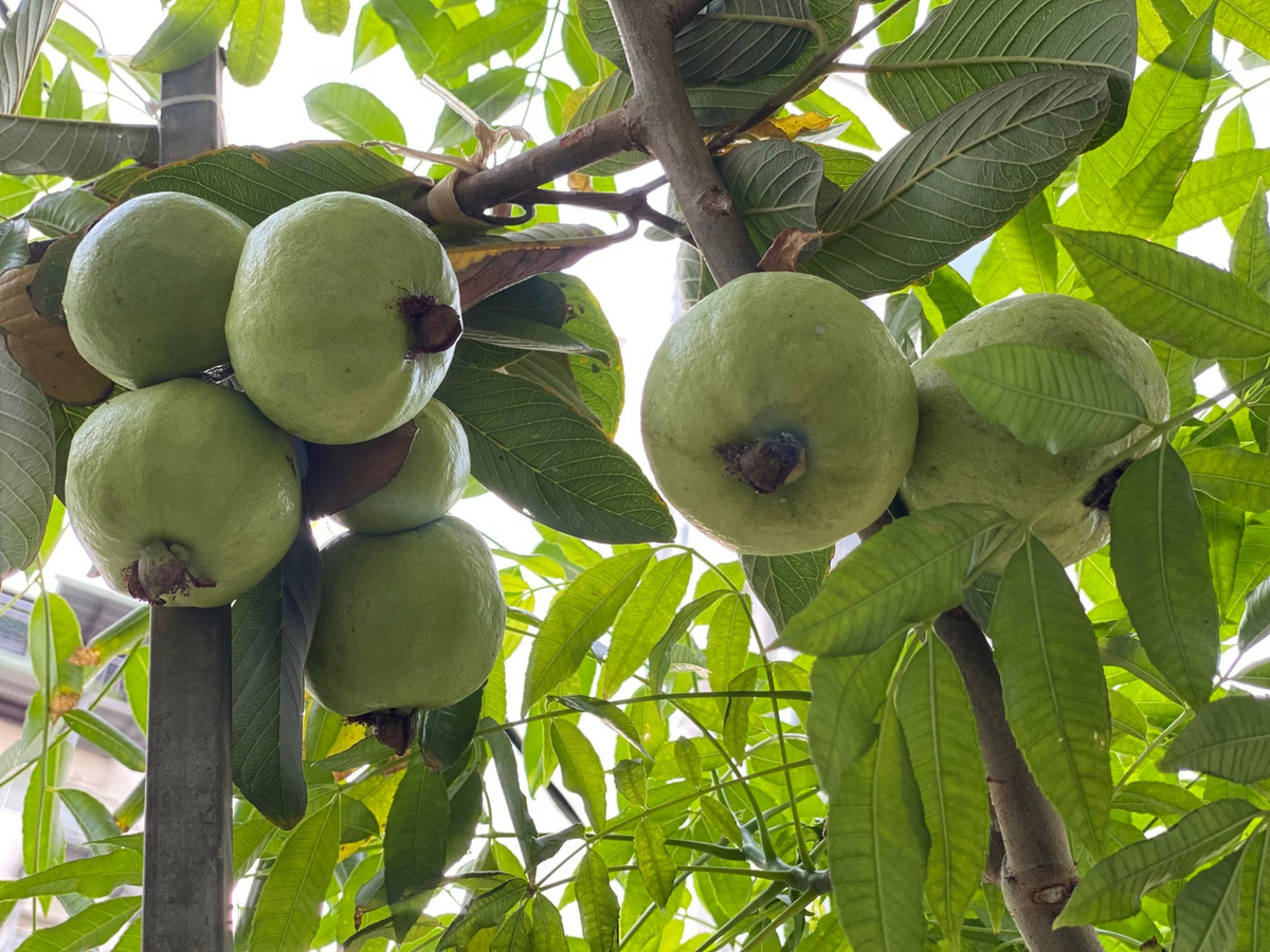 Cây ổi bé tý cũng cho hàng chục trái.