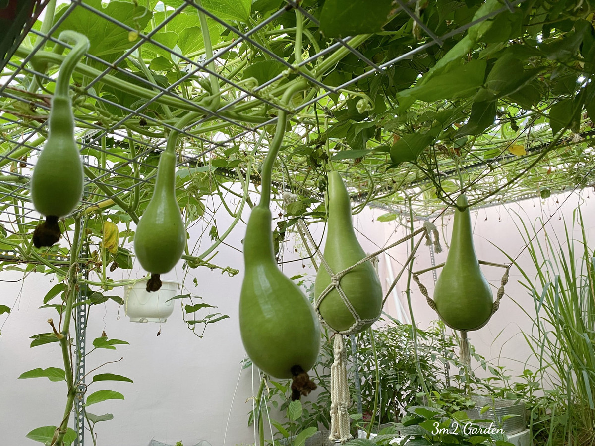 Giàn bầu tiên cho quả to 3 - 5 kg khiến ai nấy đều ngưỡng mộ.