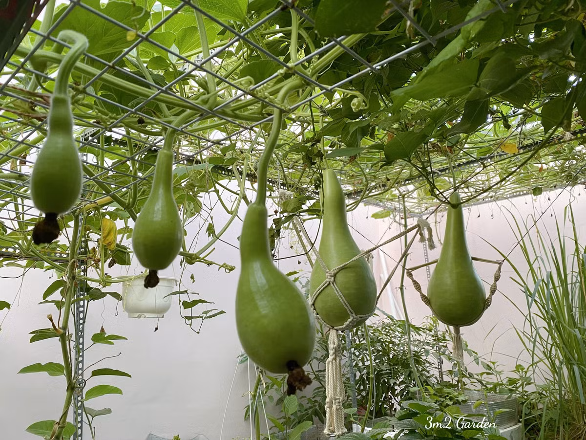 Giàn bầu tiên cho quả to 3 - 5 kg khiến ai nấy đều ngưỡng mộ.