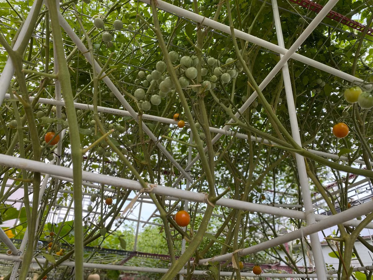 Giàn cà chua được làm bằng ống điện.