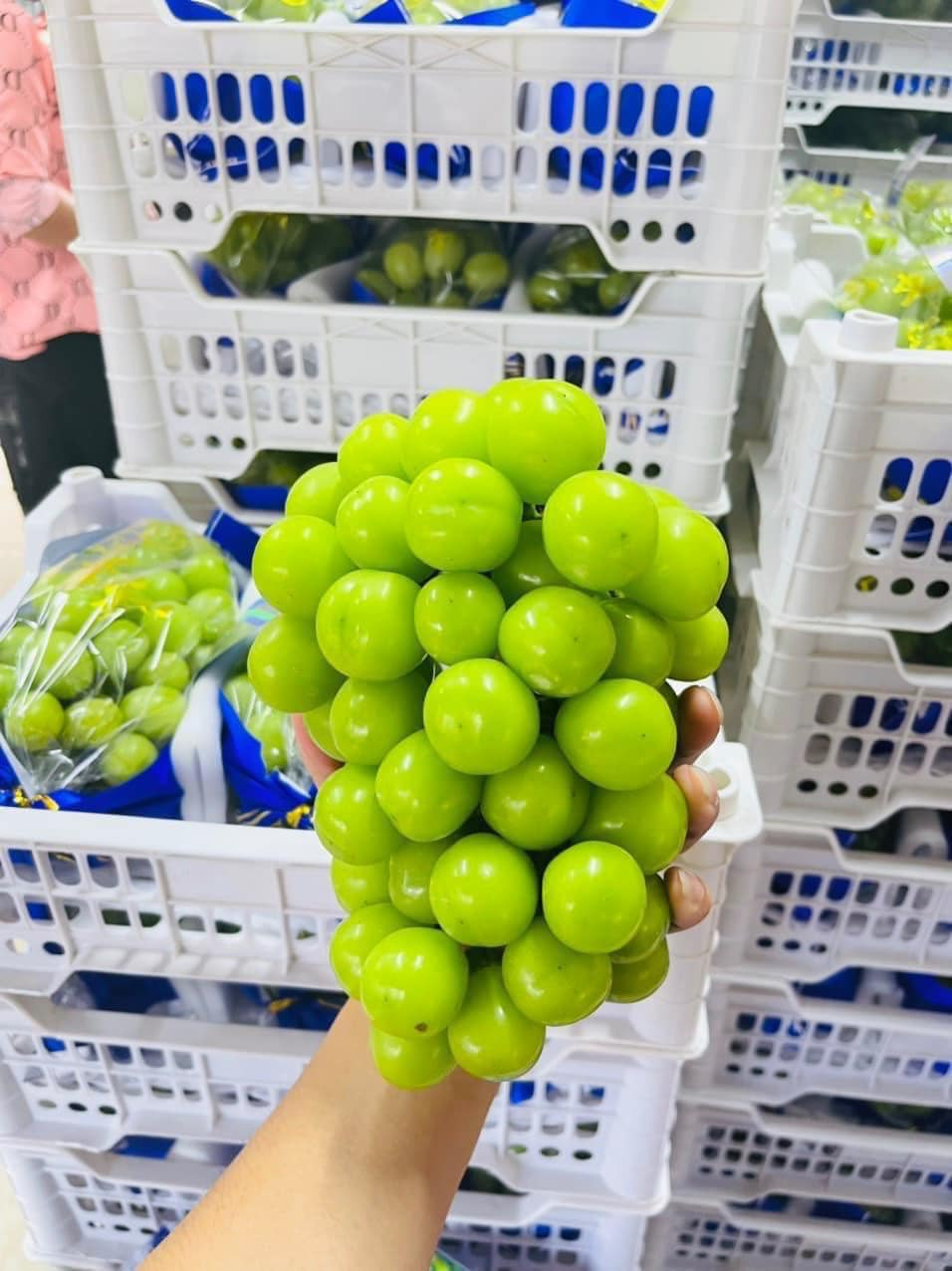 Nho sữa Nhật Bản quả to, mọng, rất ngọt, vị thơm dịu và giá bán không dưới 2 triệu đồng/kg. Trong khi đó, nho sữa Hàn Quốc hình dáng tương tự nho sữa Nhật Bản, giá từ 800.000 - 1,2 triệu đồng/kg.