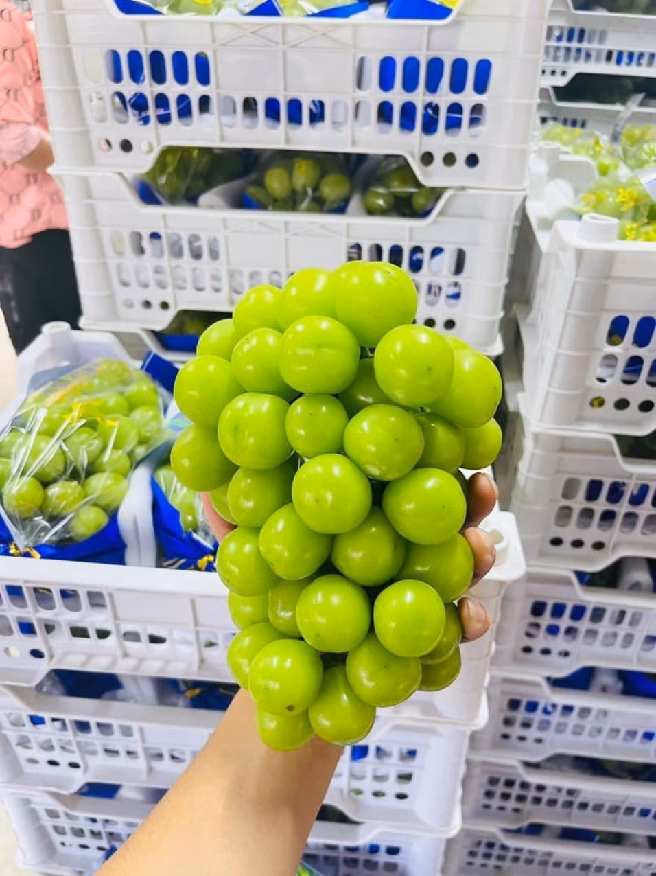 Nho sữa Nhật Bản quả to, mọng, rất ngọt, vị thơm dịu và giá bán không dưới 2 triệu đồng/kg. Trong khi đó, nho sữa Hàn Quốc hình dáng tương tự nho sữa Nhật Bản, giá từ 800.000 - 1,2 triệu đồng/kg.