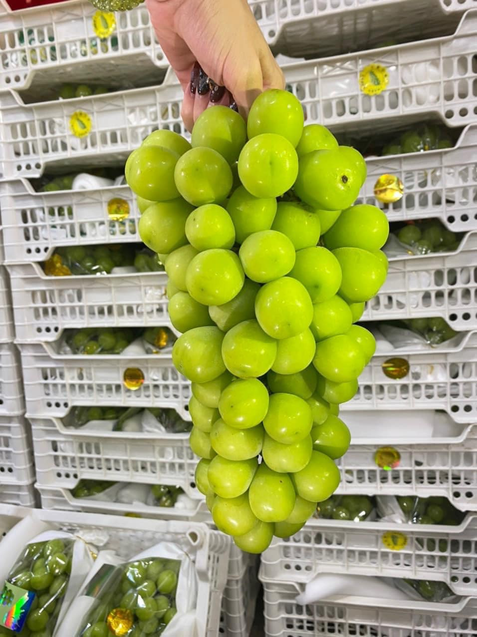 Hiện, nho sữa đang vào mùa nên lượng bán ra nhiều, giá lại rẻ, dao động từ 99.000 - 250.000 đồng/kg, tuỳ hàng loại 1, 2 hay loại 3.