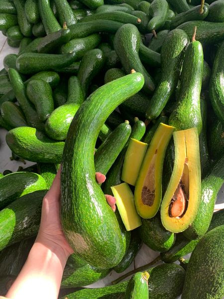 Một trong những nguyên nhân khiến bơ 034 rớt giá là diện tích tăng, sản lượng cao nhưng sức mua của người dân vẫn như cũ. Ảnh: Facebook