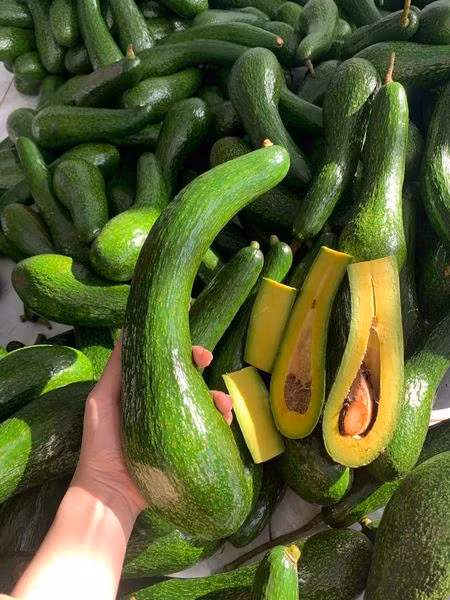 Một trong những nguyên nhân khiến bơ 034 rớt giá là diện tích tăng, sản lượng cao nhưng sức mua của người dân vẫn như cũ. Ảnh: Facebook