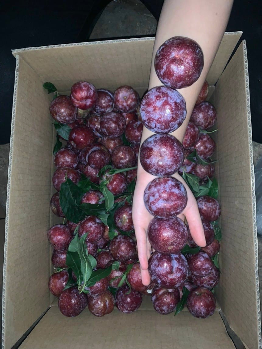 Nếu như tháng trước, mận hậu ở Hà Nội giá gần cả trăm ngàn đồng/kg, nay chỉ 20.000 đồng/kg. Ảnh: Facebook