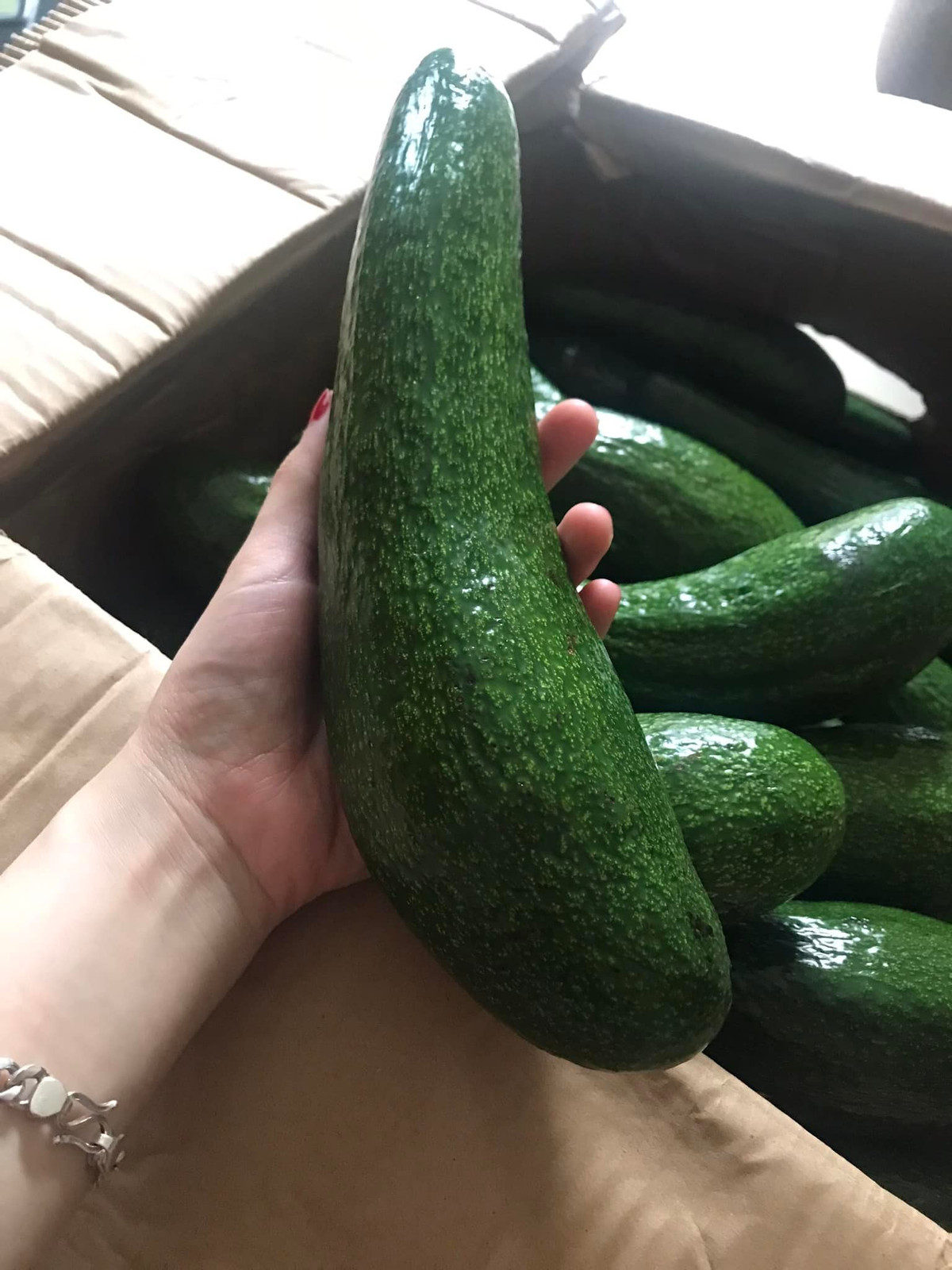 Cách đây khoảng hơn 1 tháng, giá bơ 034 đao dộng từ 70.000 - 80.000 đồng/kg. Tuy nhiên, sau dịp 30/4, bơ mỗi ngày một rớt giá. Ảnh: Facebook