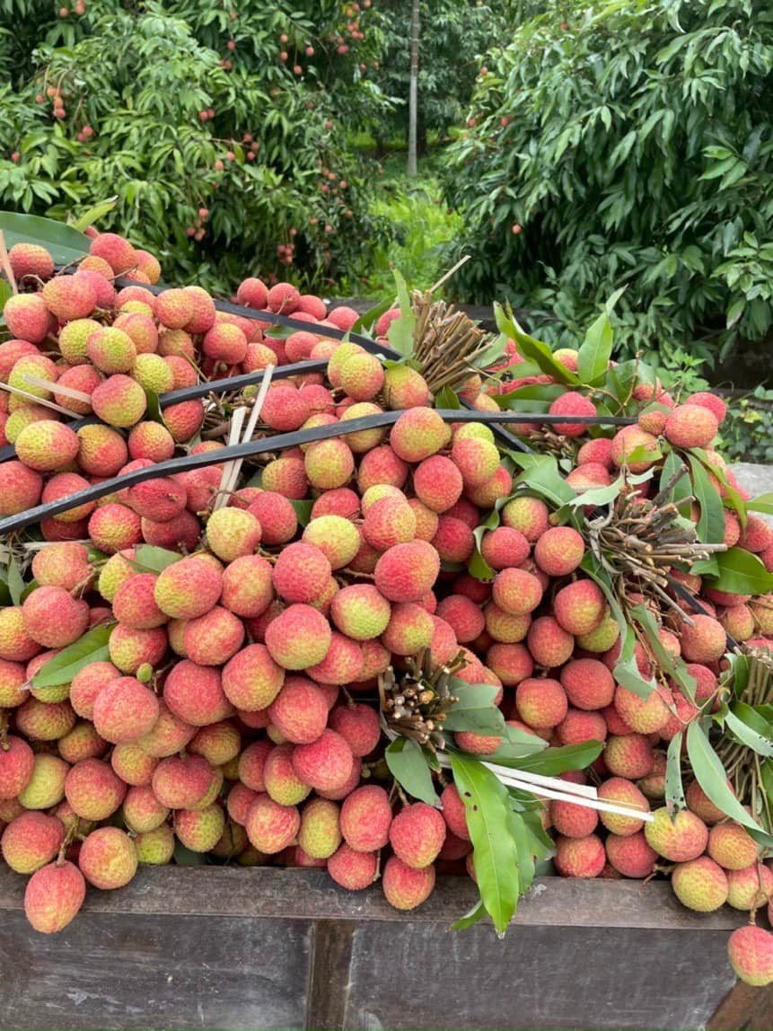 Không chỉ bơ, vải cũng bắt đầu vào vụ và có giá khá rẻ. Tại một số chợ ở Hà Nội, vải đang được bán với giá từ 25.000 - 30.000 đồng/kg. Ảnh: Facebook