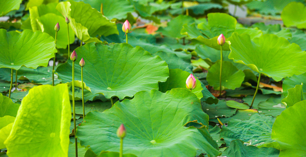 Đầu tiên, sen ướp trà phải là những bông sen mọc trong đầm làng Quảng Bá vào thời điểm hoa mới chớm nở. Ảnh; VTV