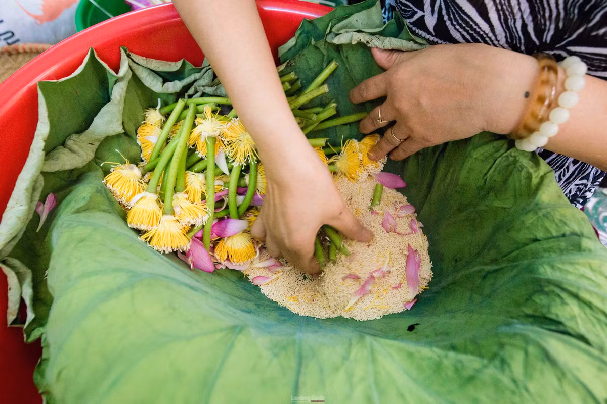 Lấy gạo sen là công đoạn khó nhất, bởi người nghệ nhân phải khéo tay, nhanh mắt để gạo không bị nát, giữ nguyên mùi thơm đặc trưng của sen. Ảnh: Laodongthudo
