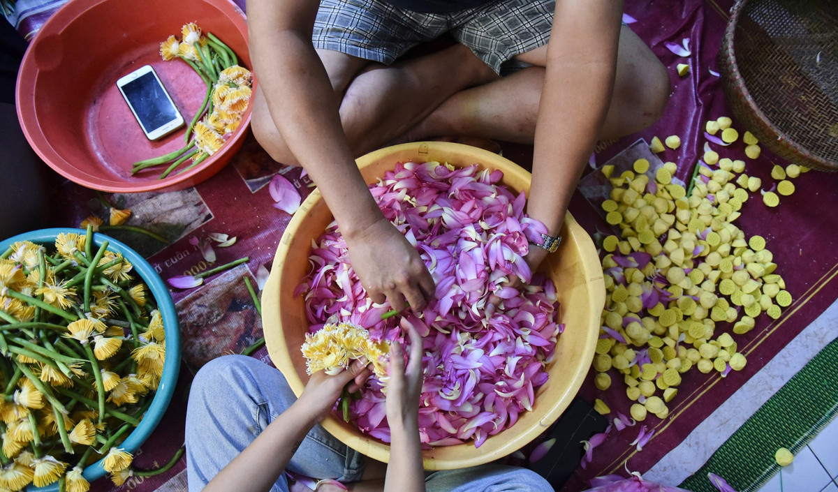 Để làm được 1 kg trà sen, cần tới 1.000-1.200 bông sen tùy to hay nhỏ. Ảnh: Tổ quốc