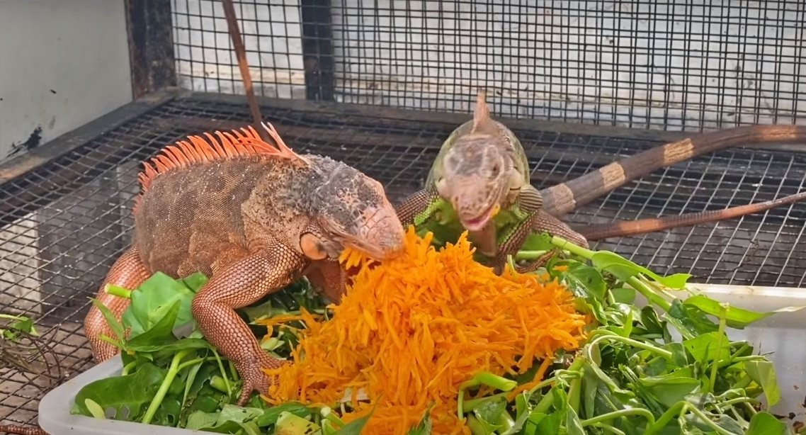 Giá rồng Nam Mỹ thay đổi tùy theo màu sắc, kích thước...Trong đó, mức thấp nhất cho một chú rồng Nam Mỹ khoảng 300.000 đồng. Ảnh: Vietnamnet