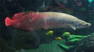 Khi trưởng thành, cá hải tượng nặng trung bình khoảng 100-200kg, dài tầm 2m. Đây cũng là loài cá quý hiếm,được đưa vào sách đỏ thế giới. Ảnh: Petmaster