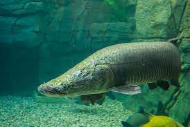 Hải tượng là một trong những loài cá nước ngọt có trọng lượng lớn nhất hành tinh. Chúng có nguồn gốc tại lưu vực sông Amazon, Nam Mỹ và mang tên Arapaima - “quái vật” nước ngọt. Ảnh: Thukieng