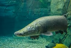 Hải tượng là một trong những loài cá nước ngọt có trọng lượng lớn nhất hành tinh. Chúng có nguồn gốc tại lưu vực sông Amazon, Nam Mỹ và mang tên Arapaima - “quái vật” nước ngọt. Ảnh: Thukieng