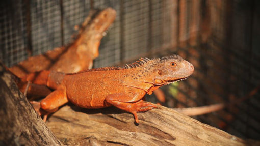 Trên các chợ mạng, rồng Nam Mỹ được chào bán với giá công khai từ vài trăm nghìn đến 500 triệu đồng/con. Vietpetgarden