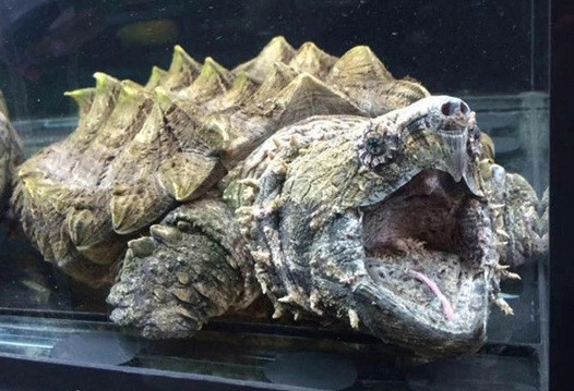 Ở bên ngoài, các tấm vảy sừng trên mai rùa nhô cao như vảy cá sấu, mõm như hình mỏ chim, thân có nhiều gai nhọn. Do hình thù kỳ dị nên chúng được ưa chuộng và nuôi làm cảnh. Ảnh: Dân Việt