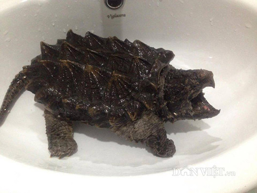 Vài năm trước, loài rùa khủng long cổ đại được du nhập về Việt Nam và gây sốt dù giá bán từ vài trăm nghìn đồng đến hàng triệu đồng/con. Ảnh: Dân Việt
