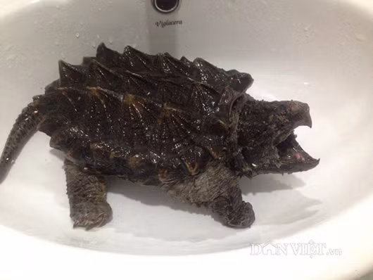 Vài năm trước, loài rùa khủng long cổ đại được du nhập về Việt Nam và gây sốt dù giá bán từ vài trăm nghìn đồng đến hàng triệu đồng/con. Ảnh: Dân Việt