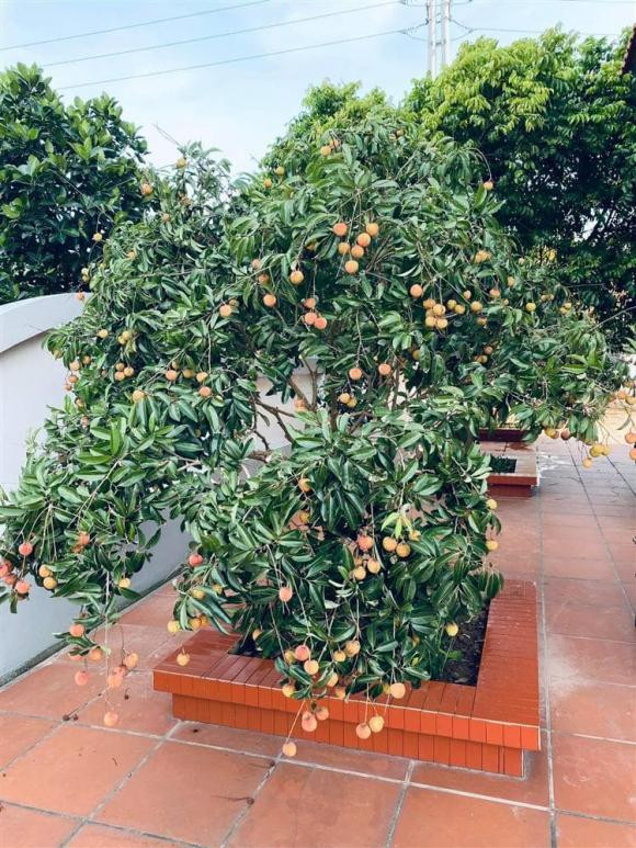 Trong sân vườn có nhiều loại cây ăn trái.