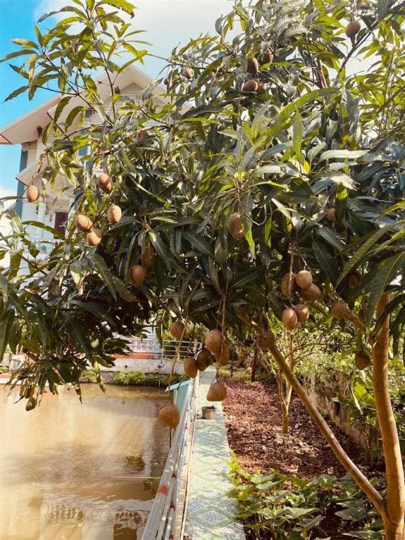 Cây nào cũng sai trĩu quả.