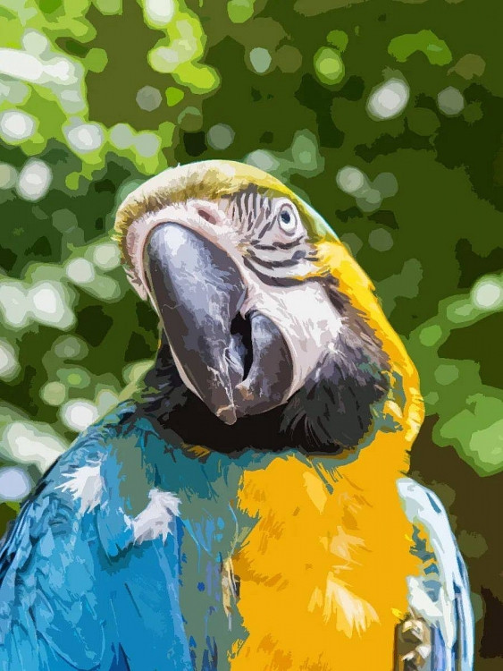 Các nhà động vật học cho chúng ta biết là do những con chim này có chiếc lưỡi phát triển tốt, đầu lưỡi mảnh, mềm và linh hoạt.